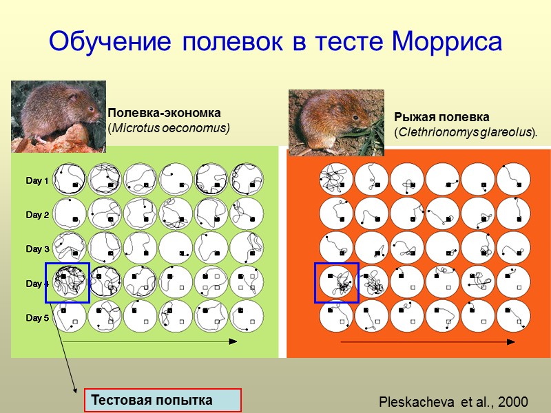 Обучение полевок в тесте Морриса Рыжая полевка (Clethrionomys glareolus). Полевка-экономка  (Microtus oeconomus) Pleskacheva